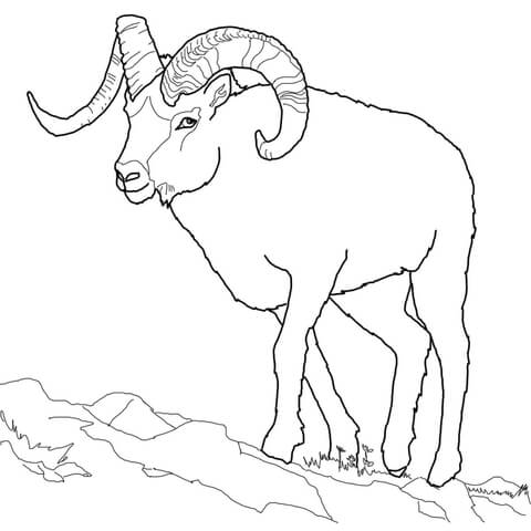 Dall Sheep Coloring Page